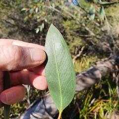 Eucalyptus obstans