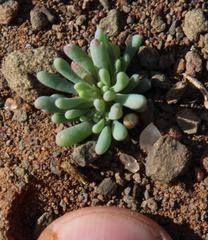 Sesuvioideae