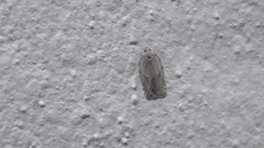 Acleris logiana