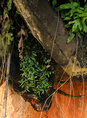 Microgramma lycopodioides