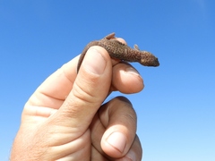 Pachydactylus purcelli