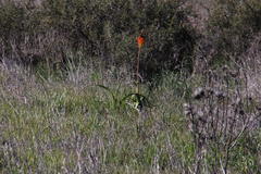 Bulbinella latifolia doleritica