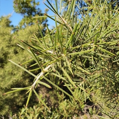 Hakea gibbosa