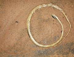 Thelotornis capensis capensis