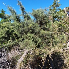 Hakea gibbosa