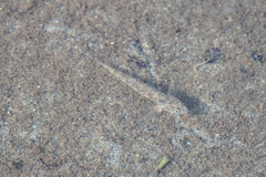 Favonigobius