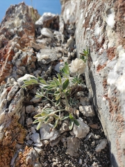 Astragalus lupulinus