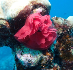 Hexabranchus sanguineus