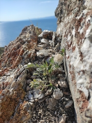 Astragalus lupulinus