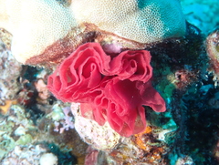 Hexabranchus sanguineus
