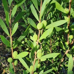 Persoonia lanceolata