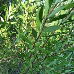 Persoonia lanceolata