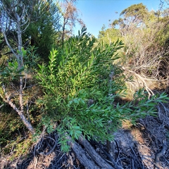 Persoonia lanceolata