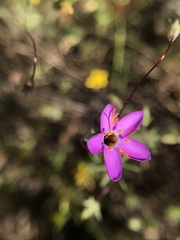 Leptosiphon ambiguus