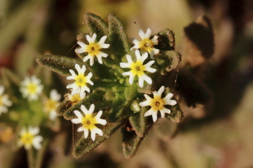 Image of Zaluzianskya parviflora by (c) Karen Eichholz, some rights reserved (CC BY)