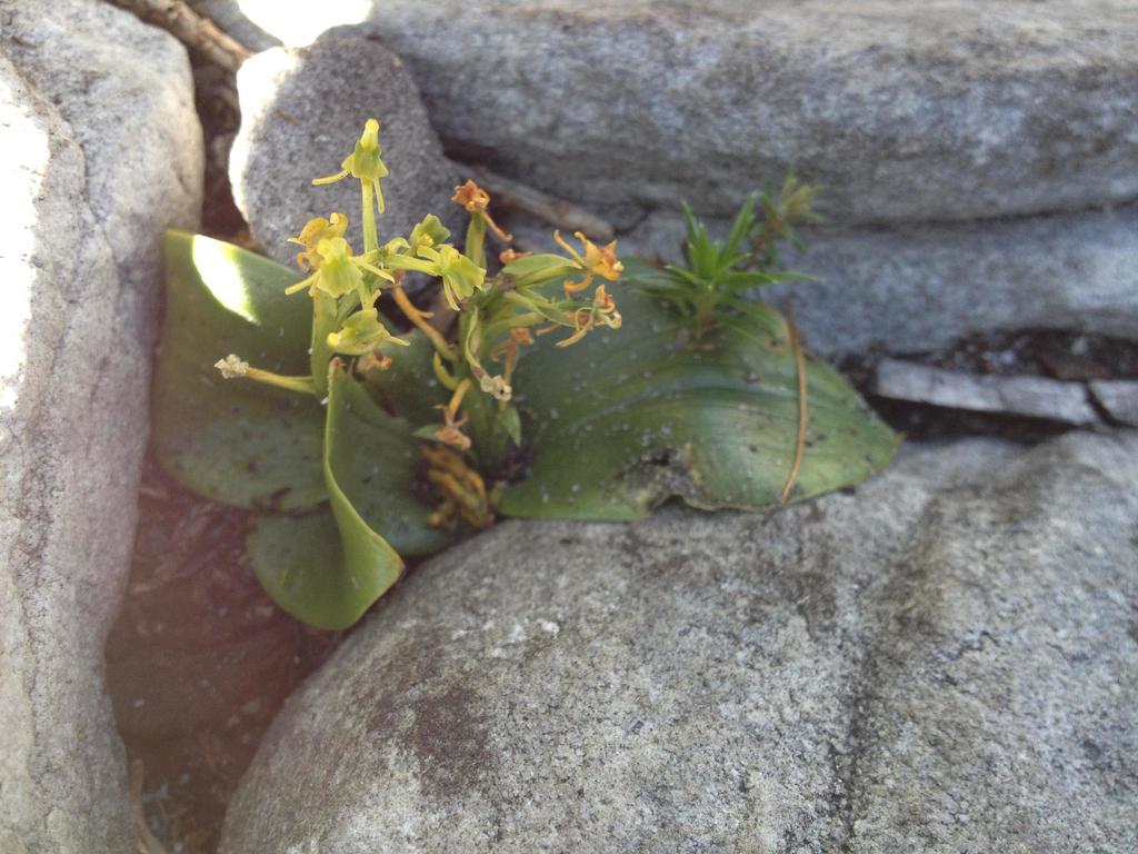 Liparis capensis