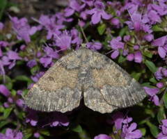 Charissa ochrofasciata