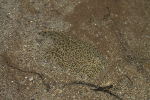 Estuary stargazer (Leptoscopus macropygus) — Leptoscopidae