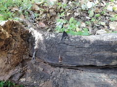 Battus philenor hirsuta