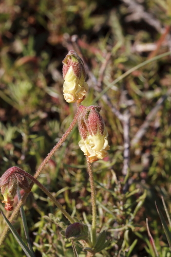 Image of Hermannia litoralis by (c) Karen Eichholz, some rights reserved (CC BY)