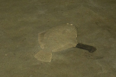 Rhombosolea retiaria