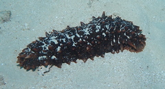 Stichopus