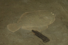 Rhombosolea retiaria