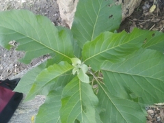 Gymnanthemum amygdalinum