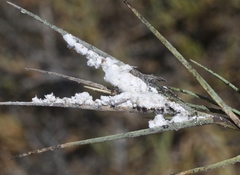 Tridiscus distichlii