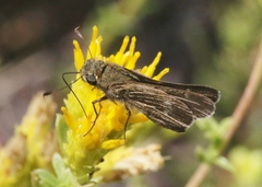 Panoquina errans