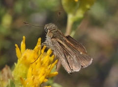 Panoquina errans