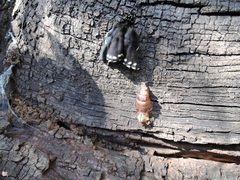 Battus philenor hirsuta