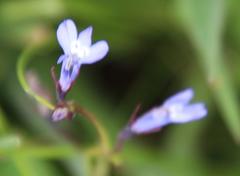 Lobelia flaccida flaccida