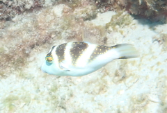 Canthigaster coronata