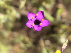 Leptosiphon ambiguus