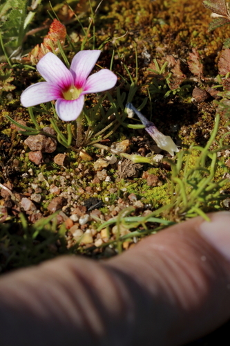 Image of Oxalis pusilla by (c) Karen Eichholz, some rights reserved (CC BY)