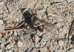 Aphoebantus