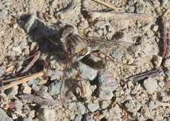 Aphoebantus