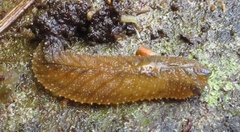 Pseudaneitea