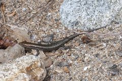 Cryptoblepharus litoralis