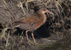 Rallus obsoletus levipes