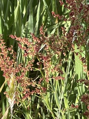 Rumex sagittatus