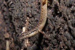 Saproscincus basiliscus