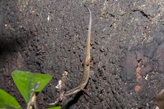 Saproscincus basiliscus