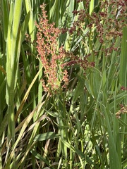 Rumex sagittatus