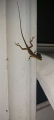 Anolis pulchellus