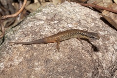 Saproscincus basiliscus