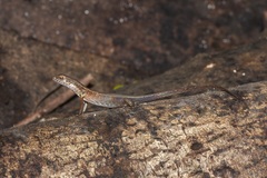 Saproscincus basiliscus