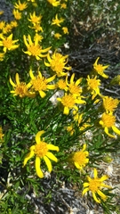 Ericameria linearifolia