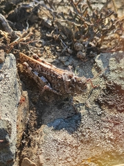 Angaracris barabensis
